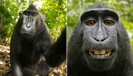 Sulawesi Crested Black Macaque Self-Portrait