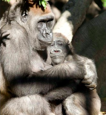 Loving Animals