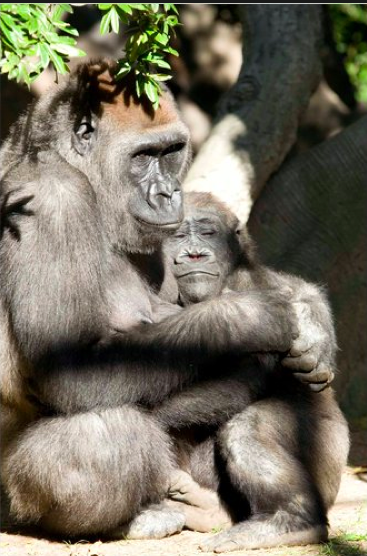 GorillasByVickiPuluso Loving Gorillas