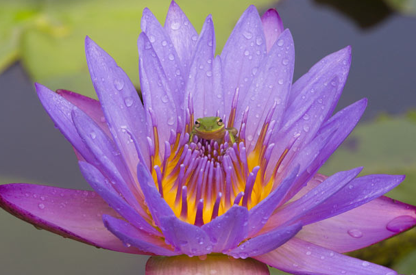 Joanne Williams Green Tree Frog in Water Lilly