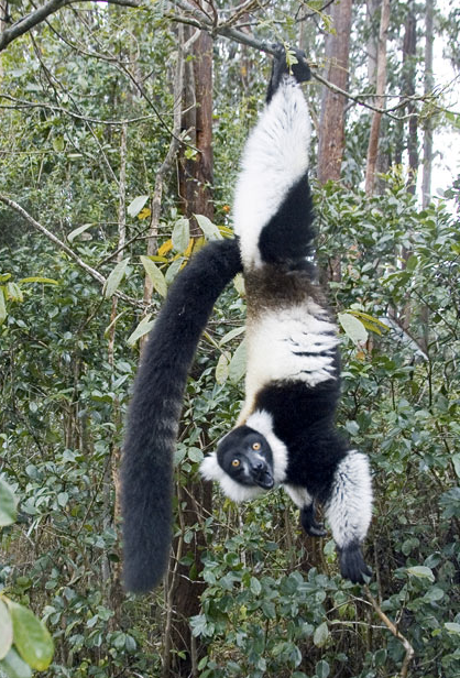 Joanne Williams Madagascar Lemur