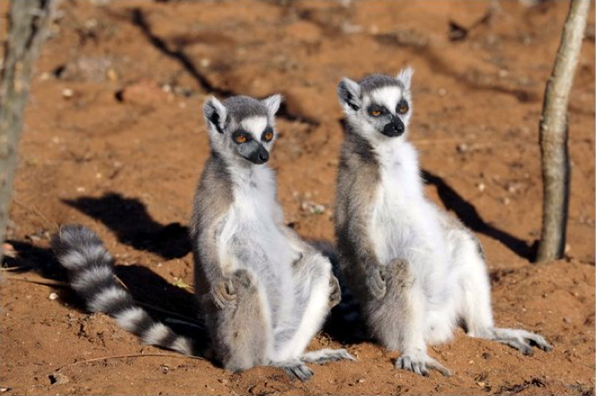 Lemurs By SteveMandel