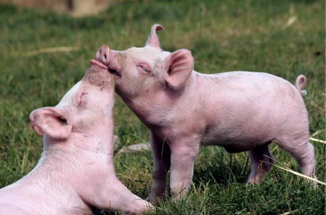 PigletsByWendaEmbar