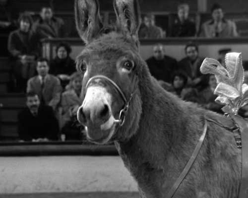 Robert Bresson in St. Louis: Au Hasard Balthazar (in 35mm!)